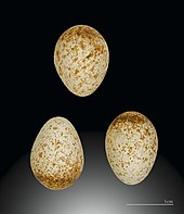 Photographie de trois œufs blancs tachetés de brun présentés sur un fond neutre. Une indication d'échelle permet de constater que chaque œuf mesure environ 1 cm sur 1,5 cm.