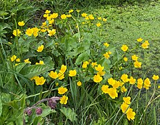 Sumpf-Dotterblume (Caltha palustris)