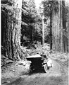 Image 14First growth or virgin forest near Mount Rainier, 1914 (from Old-growth forest)