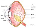 鳥類眼部解剖圖