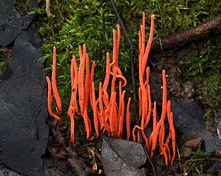 Coral fungus