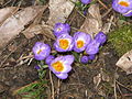 Crocus sieberi subsp. sublimis'Tricolor'