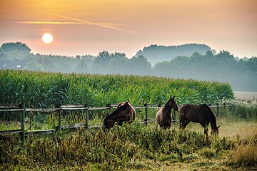 Dülmen, North Rhine-Westphalia, Germany (vi)