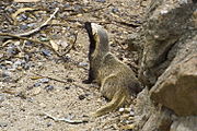 Brown and black mustelid on rocks