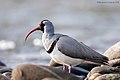 Bec-d'ibis tibétain, (Ibidorhyncha struthersii) (Ibidorhynchidae)