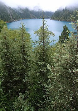 Picea asperata að vaxa í Jiuzhaigou Valley, Sichuan, Kína (ekki fullvaxið)