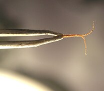 Estigmas e estilete de Cannabis sativa num par de forceps.