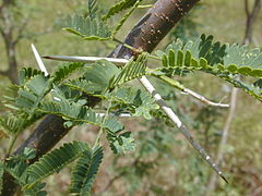 Tornelignende akselblad hos Prosopis pallida, Mimosafamilien