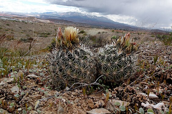 Plant growing in habitat in Utah