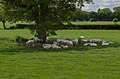 Sheep in the shade