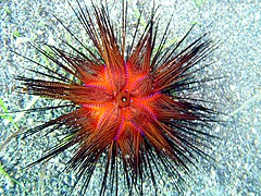Red urchin (Astropyga radiata).