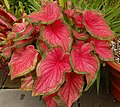 Caladium bicolor