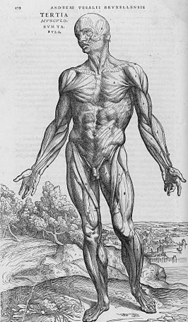 Het menselijk lichaam in Fabrica (1543) van Vesalius