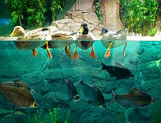 Hausente Shanghai Ocean Aquarium