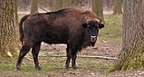 Paarhufer Bison bonasus mit deutlich anderen Merkmalen