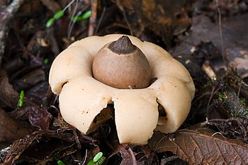 Rounded earthstar mushroom