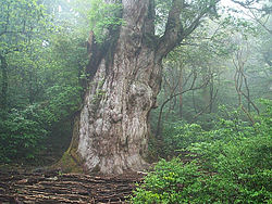 Jakuszugi (ősi japáncédrus)