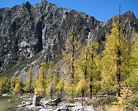 Larix potaninii in fall.