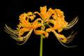 Lycoris (planta)