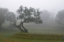 Photographie de grands arbres dans le brouillard, sur un tapis d'herbe courte. Un arbre au tronc contorsionné se détache au centre de l'image.