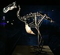 Reconstructie van het skelet van een dodo