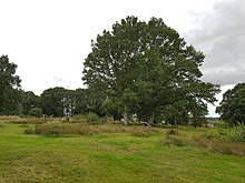 Patmore Heath