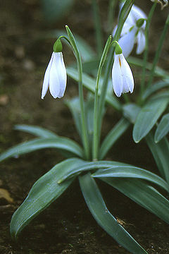 Galanthus plicatus