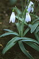 Galanthus plicatus