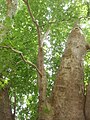 Platanus orientalis anno aetatis suae 2033 Tnjri in urbe Nagorno-Karabakh.