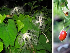 Pétalas abertas e fruto de Trichosanthes ovigera, ornamental no Japão.