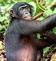Шимпанзе бонобо