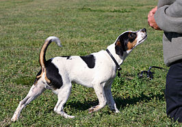 Deens-Zweedse boerderijhond