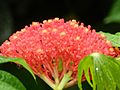 Racimo de flores de Jatropha multifida en El Crucero, Managua, Nicaragua.