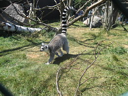 Gyűrűsfarkú maki (Lemur catta)