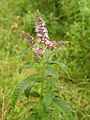 Rossminze (Mentha longifolia)