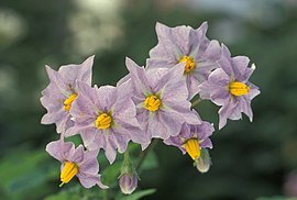 Blommn van de petatteplante (Solanum tuberosum)