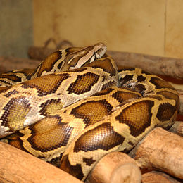 Tigrinis pitonas (Python molurus)