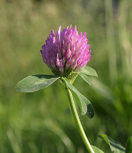 Соцветие клевера лугового (Trifolium pratense)