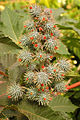 Ricinus communis (La Gomera)