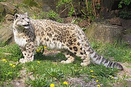 Leopardo delle nevi (Panthera uncia).