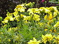 Tagetes erecta