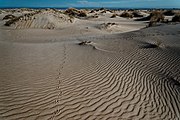 Die Textur der Sandrippel (Sandwellen) ist mit zunehmender Entfernung immer weniger sichtbar. Naturschutzgebiet De Hors auf der Insel Texel, Niederlande