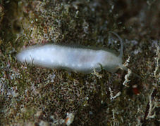 Titiscania limacina (Titiscaniidae).