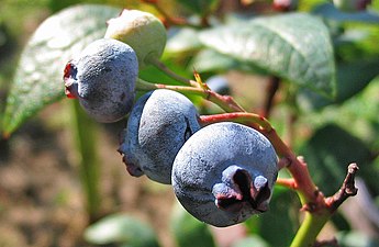 Vaccinium corymbosum