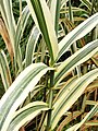 Arundo donax var versicolor