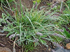 Coadă de pisică alpină (Phleum alpinum)