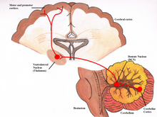 Cerebello-dentato-thalamo-cortical pathway.png