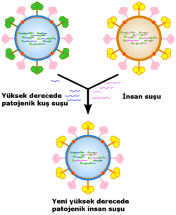 A cartoon showing how viral genes can be shuffled to form new viruses