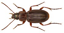 Platyderus depressus