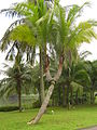 Coconut palm with trunk branching out into two